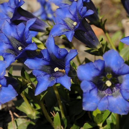 Sulamith Ferienhaus Mit Garten Sankt Kathrein am Offenegg Zewnętrze zdjęcie